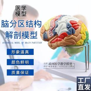 脑解剖模型自然脑模型人体模型教E学模型医学教具人脑示教模型