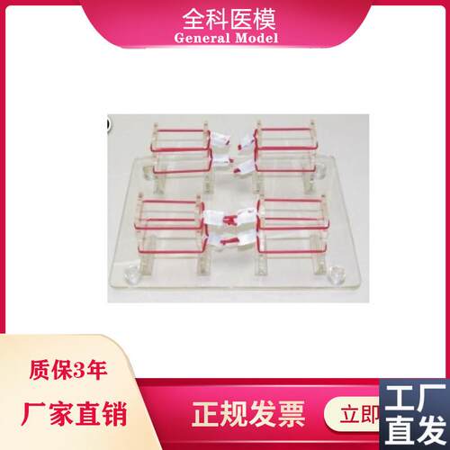 浅表打结技能训练模型外科打结练习模具GUM/LV8-2