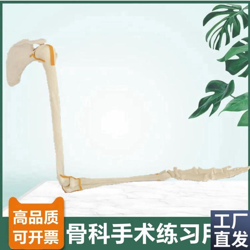 上肢骨模型肩关节肘关节手腕仿真骨E临床手术实训切割骨质打孔假
