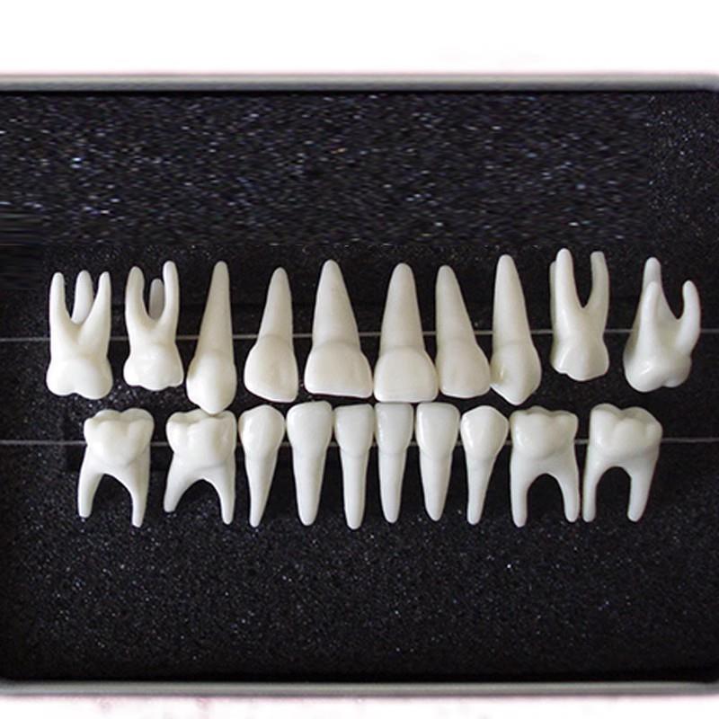 ENOVO颐诺恒牙牙齿1:1模型  成人牙列牙齿模型