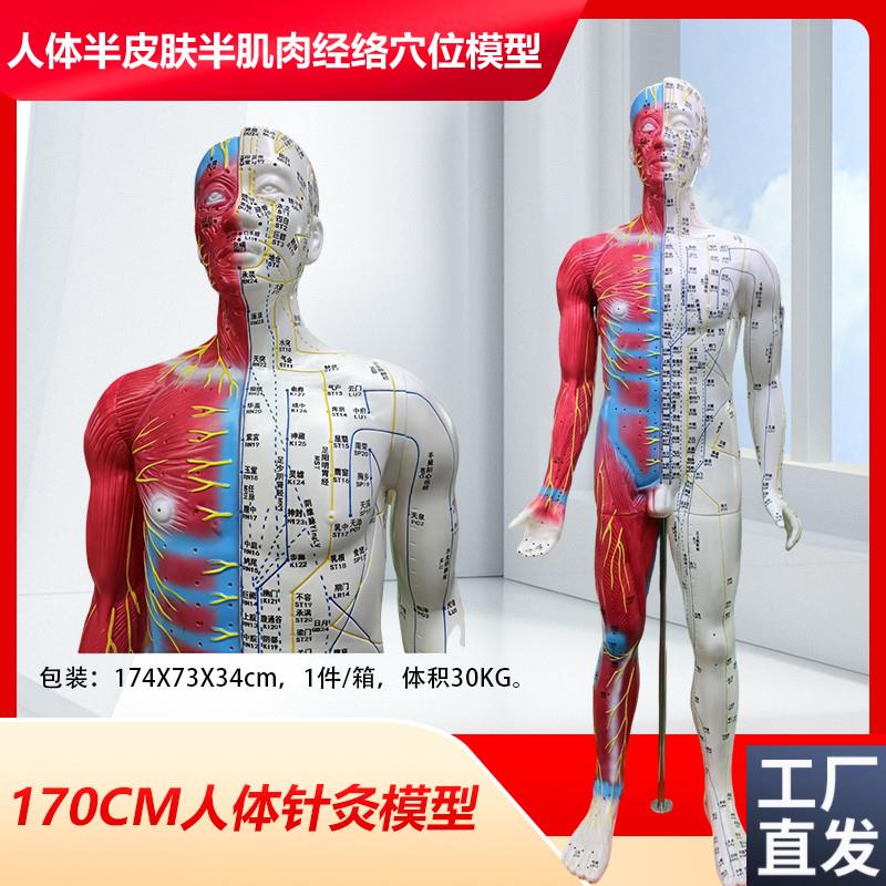 男性经络针c灸穴位人体模型经络按摩保健半皮半肌肉针灸人178CM
