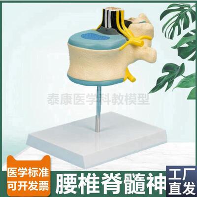 腰椎解剖模型椎管脊髓神经根蛛网膜软脊膜麻O醉科教学中枢周围神