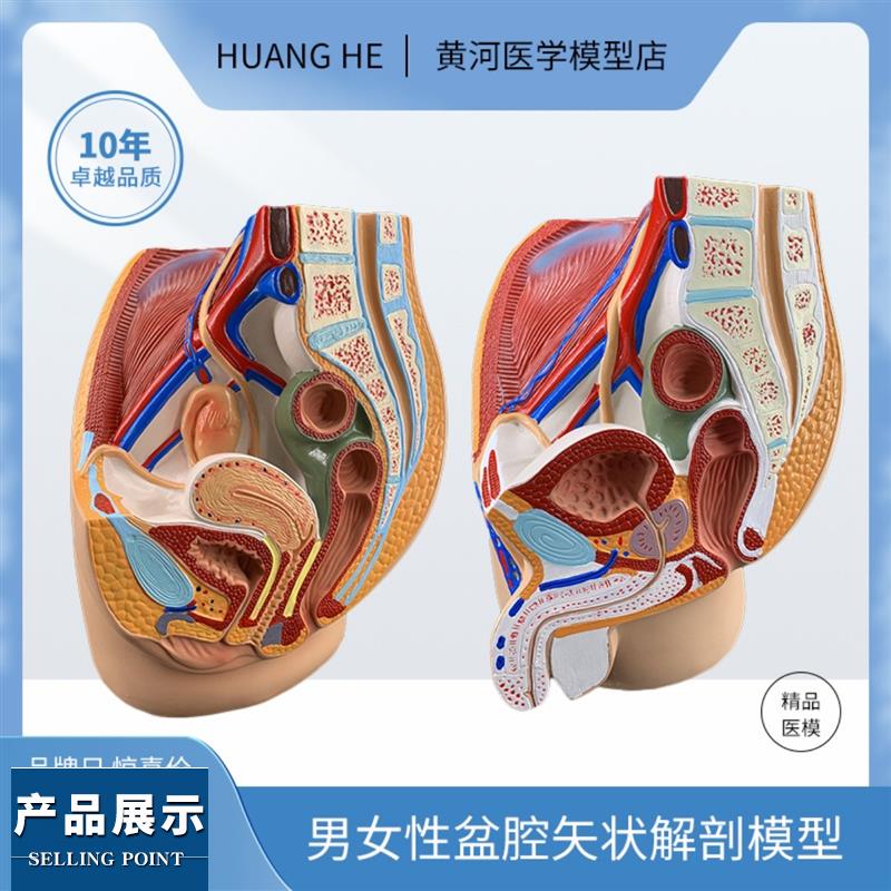 男女性盆腔矢状解剖模型女性生殖器官模型男女性生殖系统子宫模型