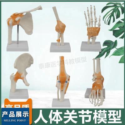 人体关节模型中学生物课教具医用瑜伽康复功能仿R真1比1美术造型