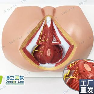 男性会阴模型血管神经骨盆底肌解F剖模型生殖泌尿肛肠普外科
