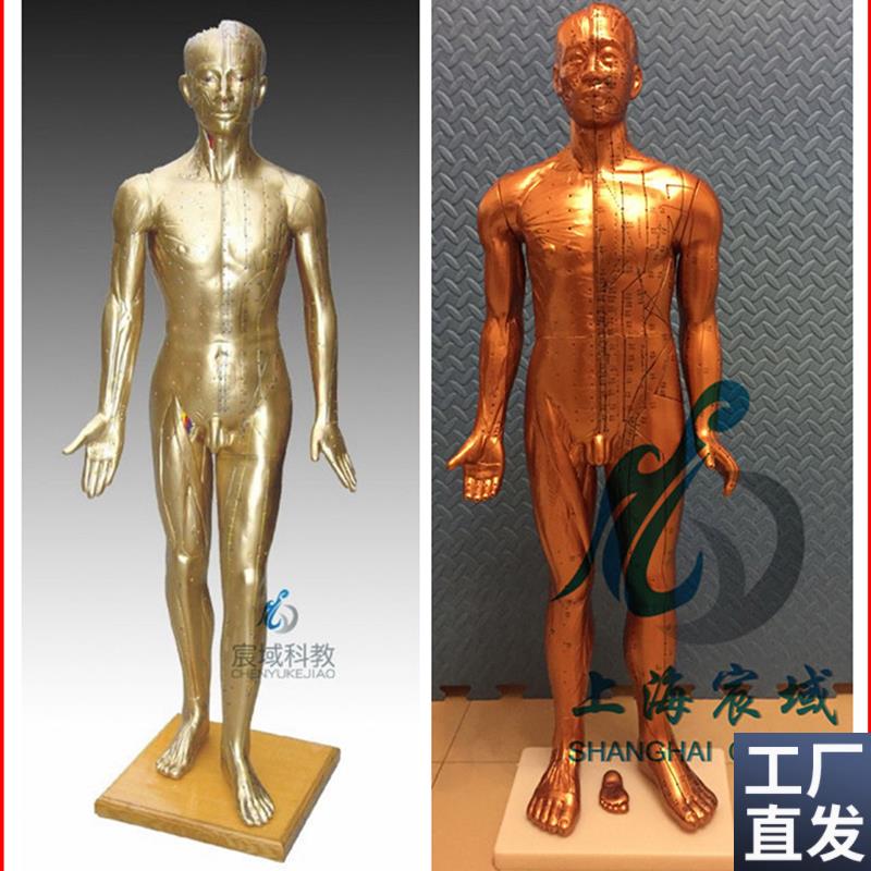 超清晰经络通针灸铜人人体穴位模型U中医针灸人模