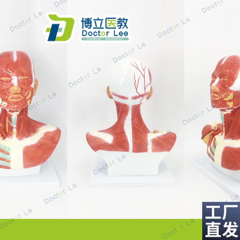 头颈部肌肉解剖模型头部神经血管模I型胸部肌肉人体肌肉模型