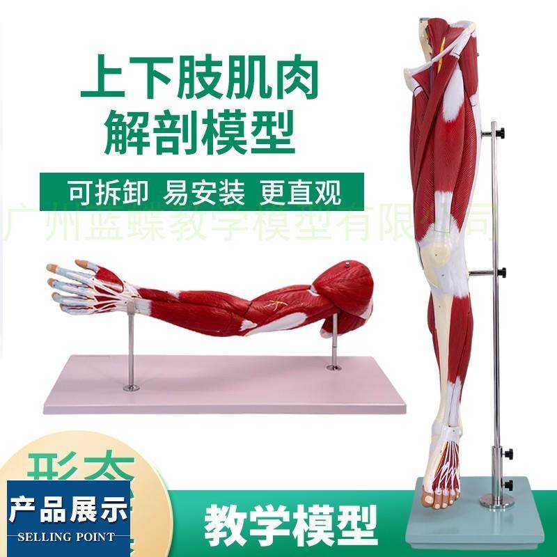 上下肢肌肉附血管神经模型  手臂肌肉解剖人体肌肉构造运动系统