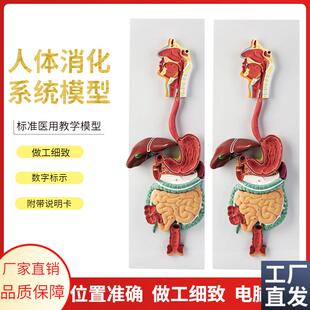 人体消化系统模型消化道胃剖面鼻咽喉J胃解剖模型肛肠科大小肠