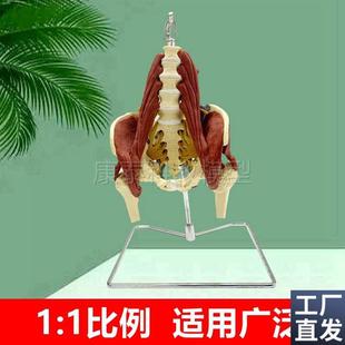 腰椎带肌肉神经模型骶丛坐骨神经骶骨盆腔康复Q盆底肌筋膜中医正