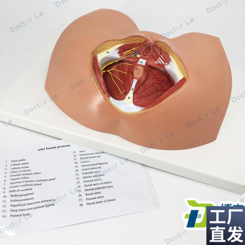 男性会阴模型人体解剖模型x局部解剖模型医学解剖模型会阴模型