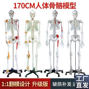 170cm人体骨l骼模型骨架人体模型成人小白骷髅教学脊椎全身标本