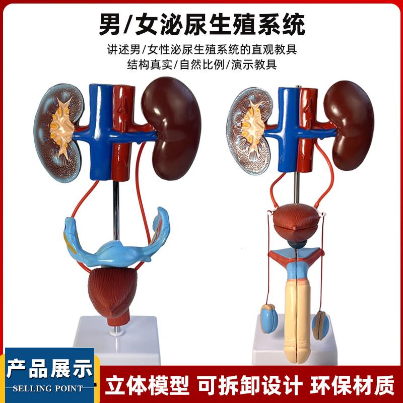 人体泌尿生殖系统模型肾脏解剖膀胱输尿管立体结构实验室仪器教具