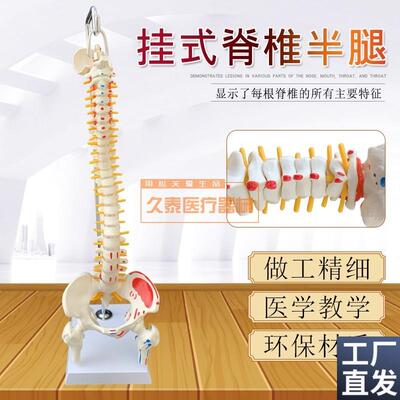 人体脊柱模型人体骨骼模型s脊椎45CM带颈椎胸椎尾椎椎骨骨盆模型
