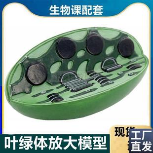 叶绿体模型植物细胞器生物课实验用教学仪器P植物细胞亚微细结构