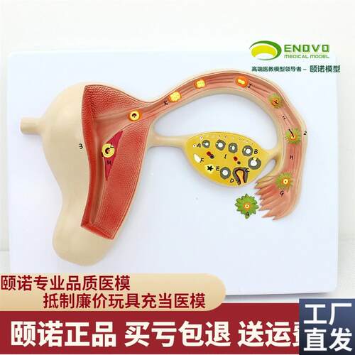 ENOVO颐诺人体受精卵模型妊z娠胚胎儿发育过程子宫组织胚胎模型母