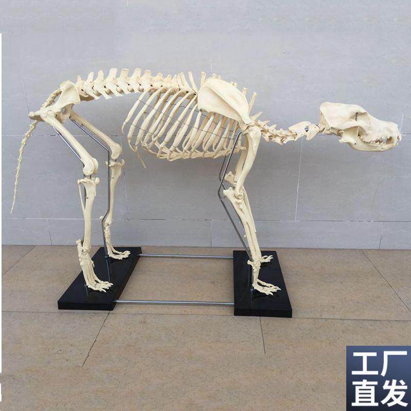 犬骨骼模型仿真塑料标本狗骨v架头骨动物解剖兽医宠物猫骨头静态