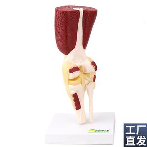ENOVO颐诺人体l膝关节肌肉群模型膝关节模型滑车关节半月板交叉
