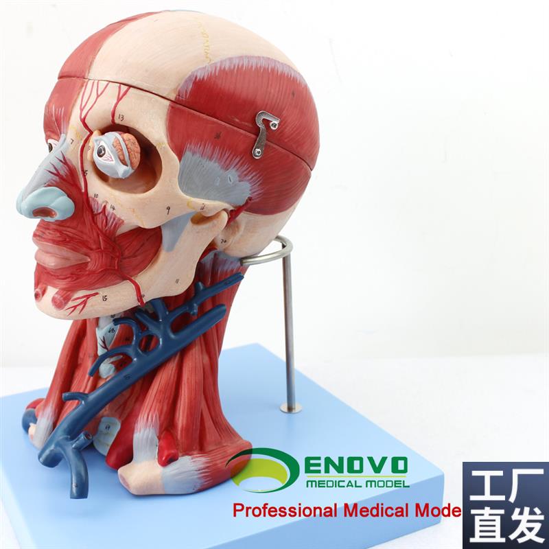 颐诺正品医用人体头颈部肌肉血管附脑头O颅脑模型神经科教学