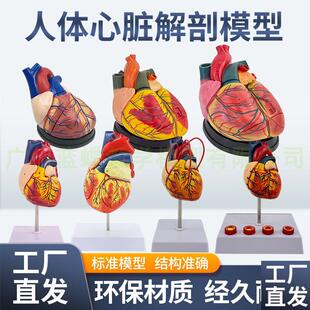 自然模型教学模型心脏医学可拆卸A1仿真1:解剖人体大模型标准心脏