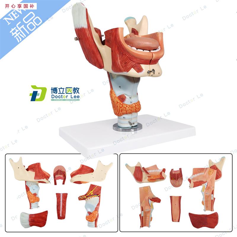 鼻口咽喉腔模型喉腔肌肉神s经舌苔舌诊培训声乐教学音乐教具