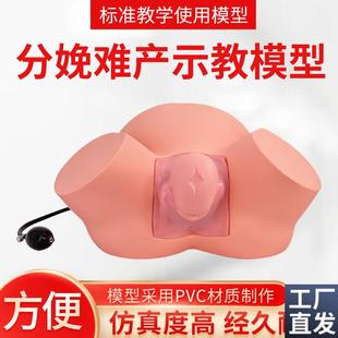 孕妇难产示教模型分娩教学模具难产助产示教训练R生产分娩演示肩
