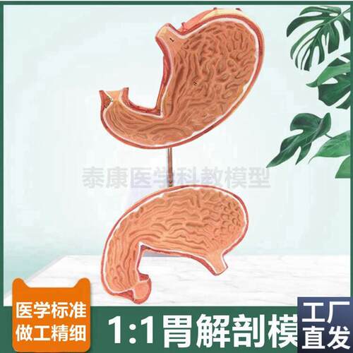 1比1胃解剖模型拆卸2部件病理胃粘膜消化道器官胃的X血管神经分布