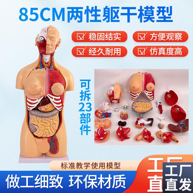 85CM两性躯干可拆23件u人体器官结构组织解剖内脏器官结构分布结