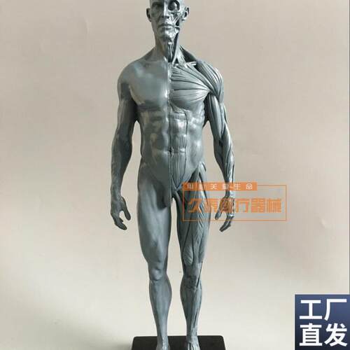 绘画美术艺用人体模型雕塑设计医用CG参考肌肉骨骼解剖Y模型高质