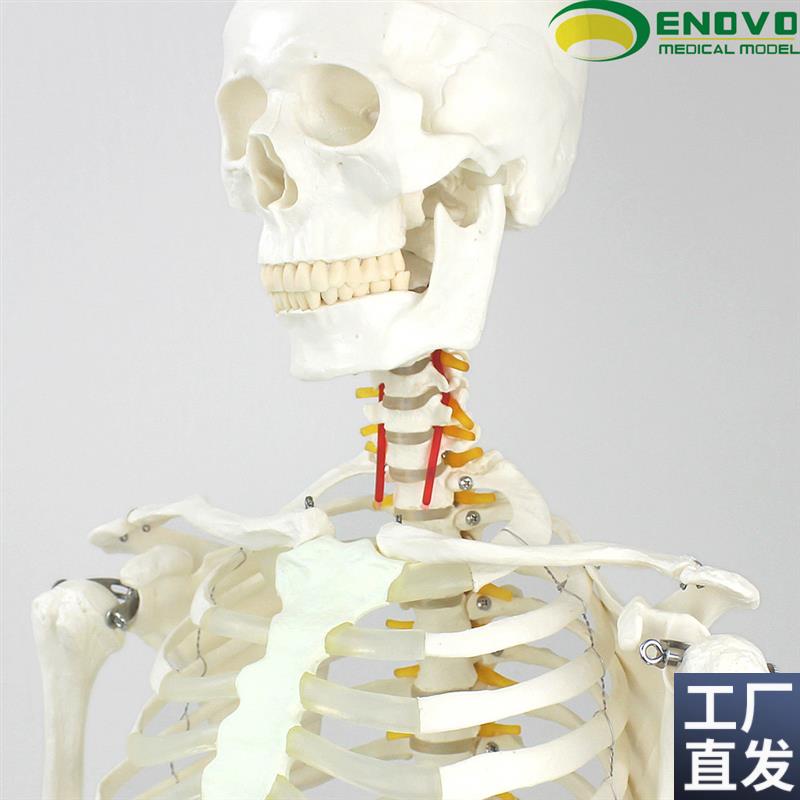 ENOVO颐诺g170CM人体骨骼模型美术医学用脊柱弯曲瑜伽健身骨架模