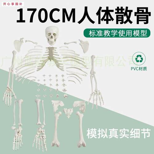 170cm成人散骨医学骨骼模型教学用游离e式人体骨架14岁以上科教模