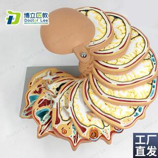 正品人体头部断层头m颅脑水平切模型脑CTMRI大脑模型影像放射学