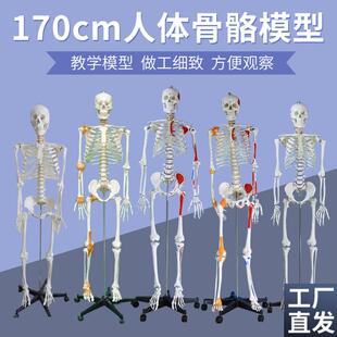 170cm人体骨骼模型骨架人体模型成人大白O骷髅标本教学脊椎全身