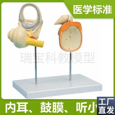 人体耳朵模型内耳迷路q可拆卸鼓膜听小骨听觉器官临床医用教学标