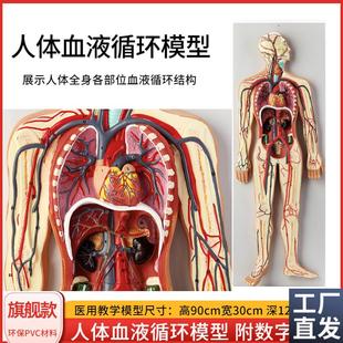 人体内脏血液循环系统模型心脏动C脉静脉神经血管器官解剖医学教