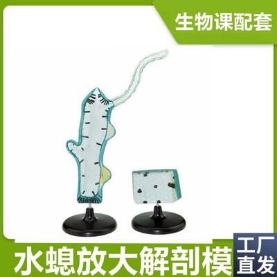 水螅模型中学生物课配套教具腔肠B动物多细胞无脊椎无芽体精巢淡