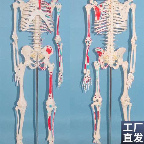 包邮65cdm人体骨骼肌肉起点模型骷髅骨架模型医用人体标本模型