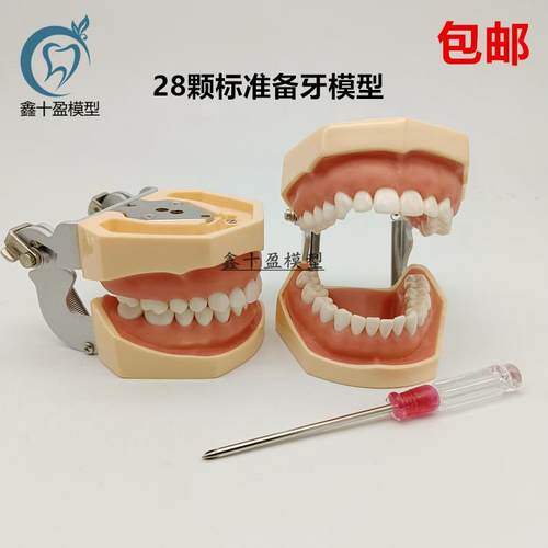 牙科备牙模型 28颗标准备牙模型可拆卸 牙粒练习制备窝洞嵌体冠