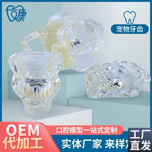 宠物牙齿模型透明狗牙q猫牙口腔犬牙教学演示动物倒模具猫兽医包