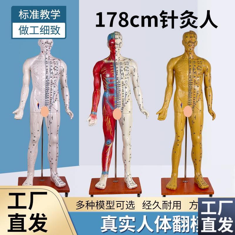 178CM人体针k灸穴位模型中医针灸人体经络穴位带半边肌肉解剖模型