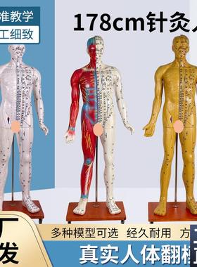 178CM人体针k灸穴位模型中医针灸人体经络穴位带半边肌肉解剖模型