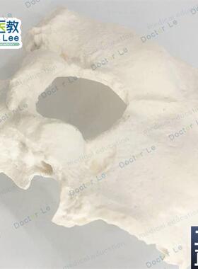 人体枕骨c模型真实标本翻模医学教学模型散骨模型自然大枕