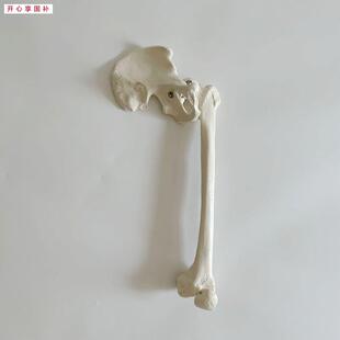 康泰模型髋关节股Q骨大腿人体1比1仿真医用塑胶假骨头骨科示教促