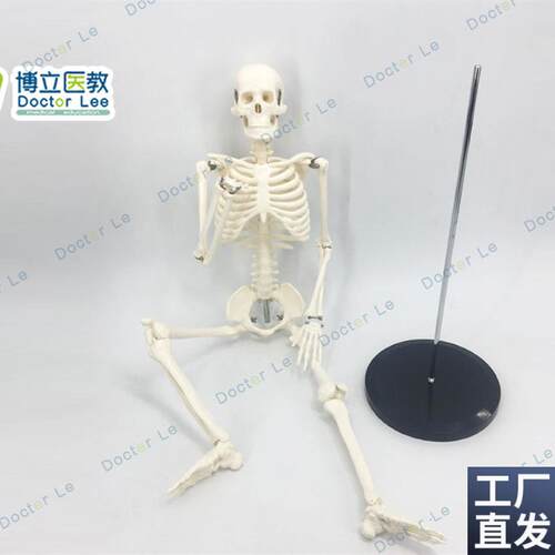 可活动骨架标肌h肉解剖脊椎骷髅小针刀正骨针灸85cm人体骨骼模型