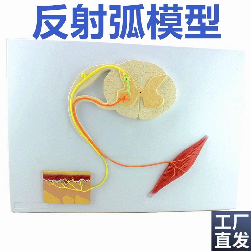 脊髓的功b能模型反射弧神经传导模型中枢神经系统解剖模具
