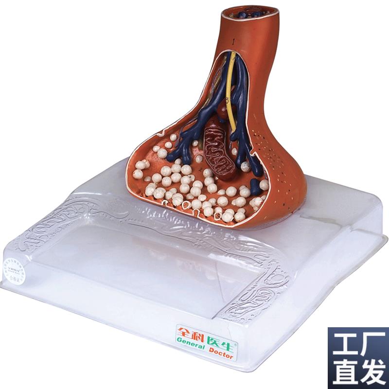 神经末梢突触i放大模型A18002/解剖模型