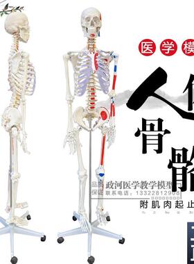 厂家直销b人体骨骼模型170cm半边肌肉着色医用大骨架模型