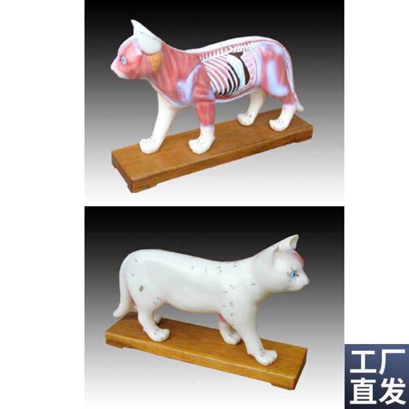 动物中医b用猫体针灸模型解剖穴位教学练习训练标本模具