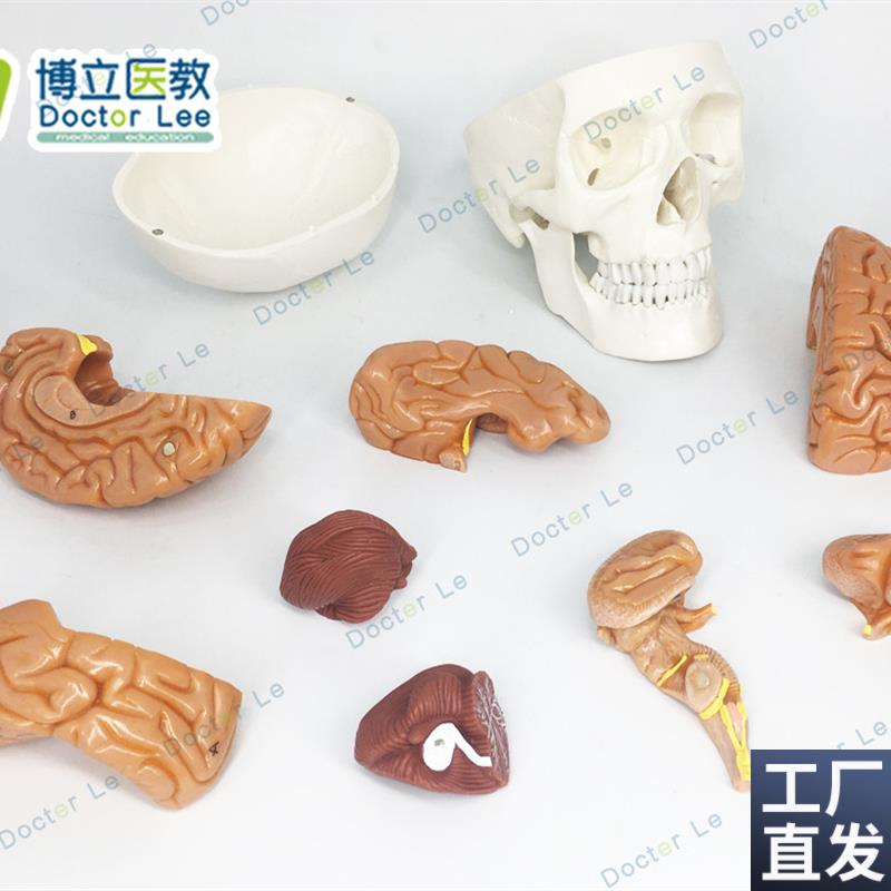 1比1大小人体头颅骨模型头骨模I型脑解剖大脑模型医用