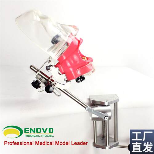 ENOVO颐诺口腔n科仿生头模系统齿科备牙牙医培训头模牙齿模型